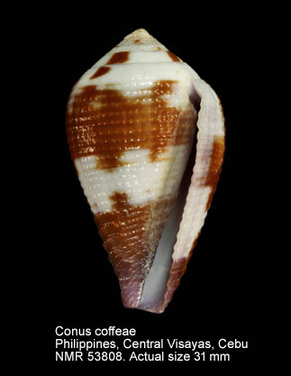 Conus coffeae.jpg - Conus coffeaeGmelin,1791